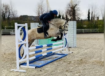 Connemara, Gelding, 4 years, 14,3 hh, Gray