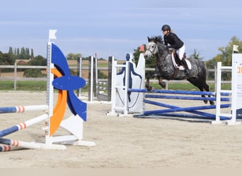 Connemara, Gelding, 4 years, 14.3 hh, Grey-Blue-Tan