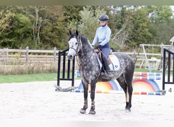 Connemara, Gelding, 4 years, 14.3 hh, Grey-Blue-Tan