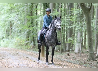 Connemara, Gelding, 4 years, 14.3 hh, Grey-Blue-Tan
