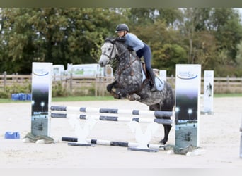 Connemara, Gelding, 4 years, 14.3 hh, Grey-Blue-Tan
