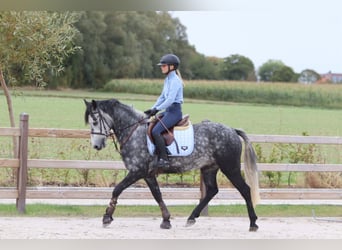 Connemara, Gelding, 4 years, 14.3 hh, Grey-Blue-Tan