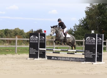 Connemara, Gelding, 4 years, 14.3 hh, Grey-Blue-Tan