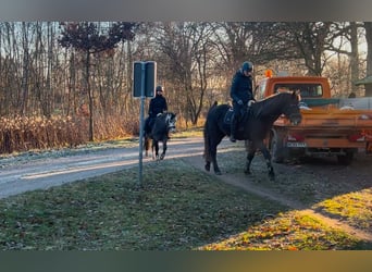 Connemara, Gelding, 4 years, 14.3 hh, Grey-Dapple