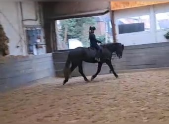 Connemara, Gelding, 4 years, 14.3 hh, Grey-Dapple