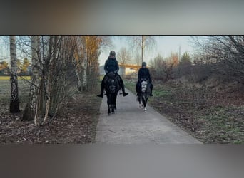 Connemara, Gelding, 4 years, 14.3 hh, Grey-Dapple