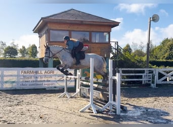 Connemara, Gelding, 4 years, 14.3 hh, Grey-Dapple