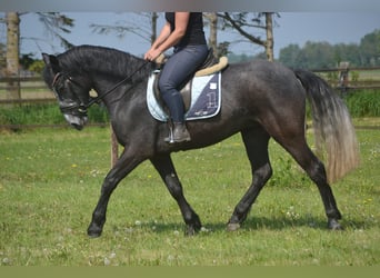 Connemara, Gelding, 4 years, 14.3 hh, Grey
