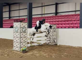 Connemara, Gelding, 4 years, 14.3 hh, Grey