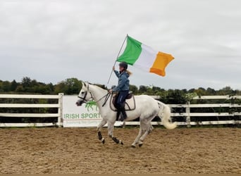 Connemara, Gelding, 4 years, 14.3 hh, Grey