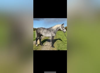 Connemara, Gelding, 4 years, 14 hh, Gray-Dapple