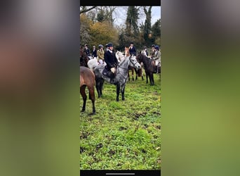 Connemara, Gelding, 4 years, 14 hh, Gray-Dapple