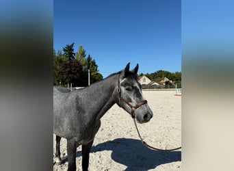 Connemara, Gelding, 4 years, 14 hh, Grey-Dark-Tan