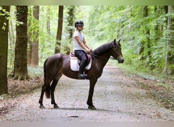 Connemara, Gelding, 4 years, 14,1 hh, Bay-Dark