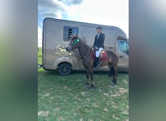Connemara, Gelding, 4 years, 14,1 hh, Bay-Dark
