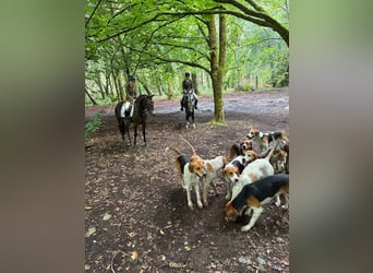 Connemara, Gelding, 4 years, 14,1 hh, Bay-Dark