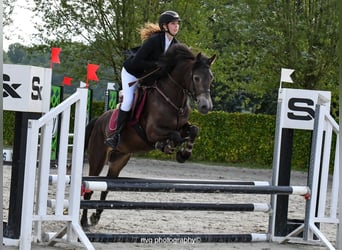 Connemara, Gelding, 4 years, 14,1 hh, Bay-Dark