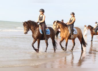 Connemara, Gelding, 4 years, 14,1 hh, Bay-Dark