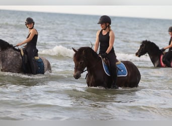 Connemara, Gelding, 4 years, 14,1 hh, Bay-Dark