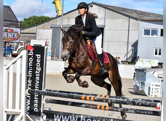 Connemara, Gelding, 4 years, 14,1 hh, Bay-Dark