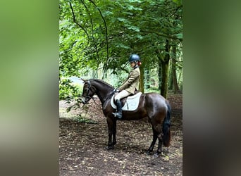 Connemara, Gelding, 4 years, 14,1 hh, Bay-Dark