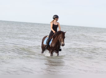 Connemara, Gelding, 4 years, 14,1 hh, Bay-Dark