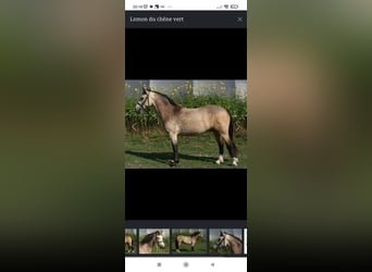 Connemara, Gelding, 4 years, 14,1 hh, Dun