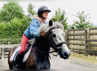 Connemara, Gelding, 4 years, 14,1 hh, Gray