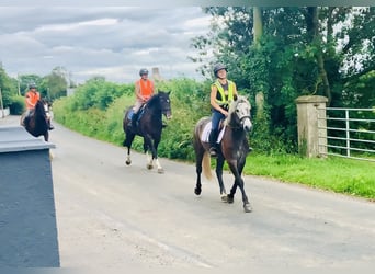 Connemara, Gelding, 4 years, 14,1 hh, Gray