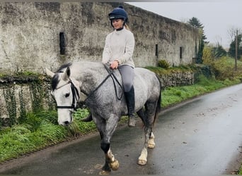 Connemara, Gelding, 4 years, 14,1 hh, Grey