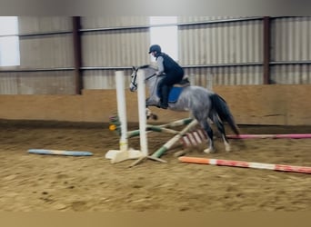 Connemara, Gelding, 4 years, 14,1 hh, Grey