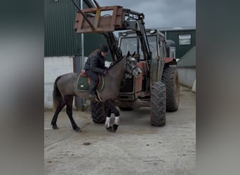 Connemara, Gelding, 4 years, 14,1 hh, Grey