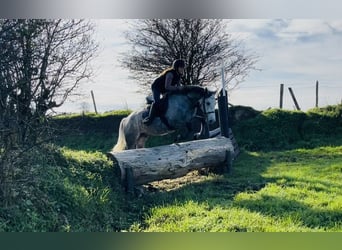 Connemara, Gelding, 4 years, 14,1 hh, Grey