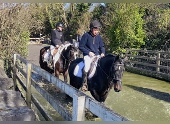 Connemara, Gelding, 4 years, 14,2 hh, Black