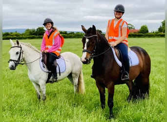 Connemara, Gelding, 4 years, 14,2 hh, Brown
