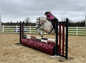 Connemara, Gelding, 4 years, 14,2 hh, Grey