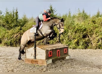 Connemara, Gelding, 4 years, 14,3 hh, Dun