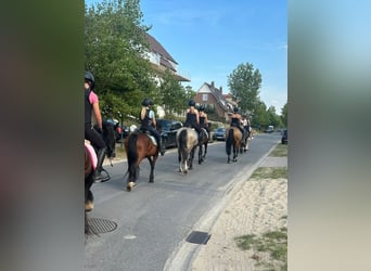 Connemara, Gelding, 4 years, 14,3 hh, Dun