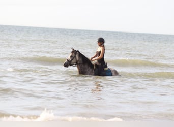 Connemara, Gelding, 4 years, 14,3 hh, Dun