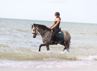 Connemara, Gelding, 4 years, 14,3 hh, Dun