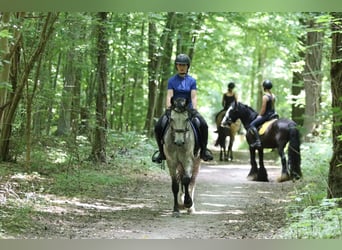 Connemara, Gelding, 4 years, 14,3 hh, Dun