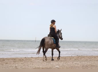 Connemara, Gelding, 4 years, 14,3 hh, Dun