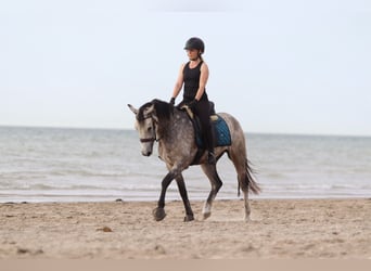 Connemara, Gelding, 4 years, 14,3 hh, Dun