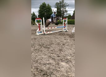 Connemara, Gelding, 4 years, 14,3 hh, Dun