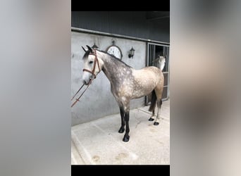 Connemara, Gelding, 4 years, 14,3 hh, Dun