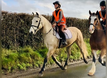 Connemara, Gelding, 4 years, 14,3 hh, Dun