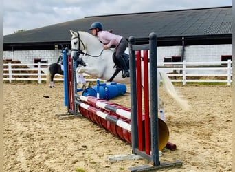 Connemara, Gelding, 4 years, 14,3 hh, Gray