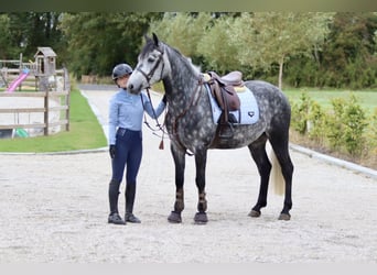 Connemara, Gelding, 4 years, 14,3 hh, Grey-Blue-Tan