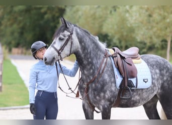Connemara, Gelding, 4 years, 14,3 hh, Grey-Blue-Tan