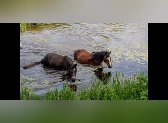 Connemara, Gelding, 4 years, 14,3 hh, Grey-Dapple